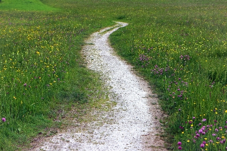 Nature grass marsh trail Photo