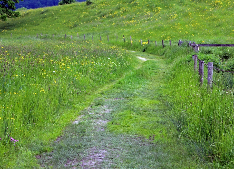 Nature herbe le marais
 piste