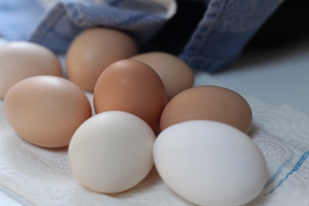 Food natural breakfast egg Photo