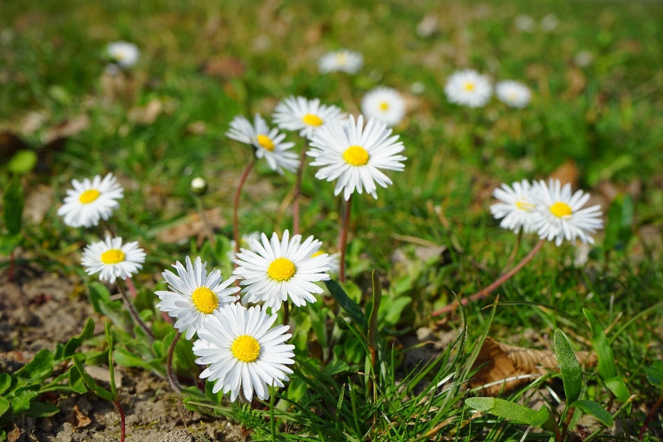 Nature herbe fleurir usine