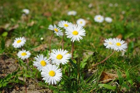 Nature grass blossom plant Photo