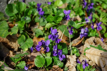 Nature forest blossom plant Photo