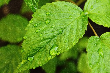 水 自然 植物 雨 写真