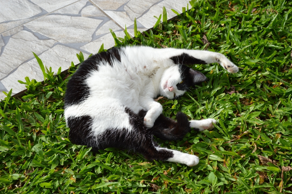 草 動物 ペット 猫