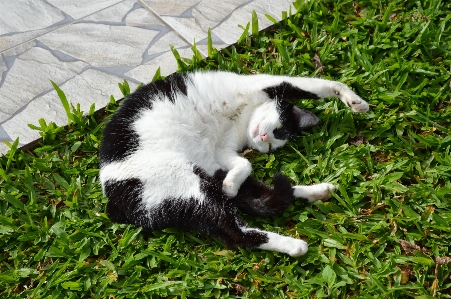 Foto Erba animale domestico gatto