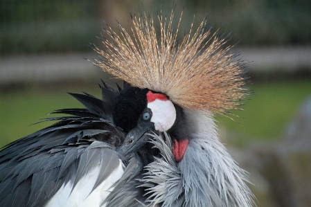 Bird wing view animal Photo