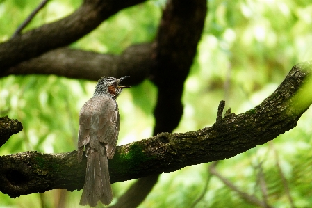 Tree nature branch bird Photo