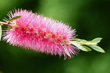 Nature plant photography flower Photo