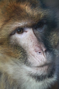 Hair view animal wildlife Photo