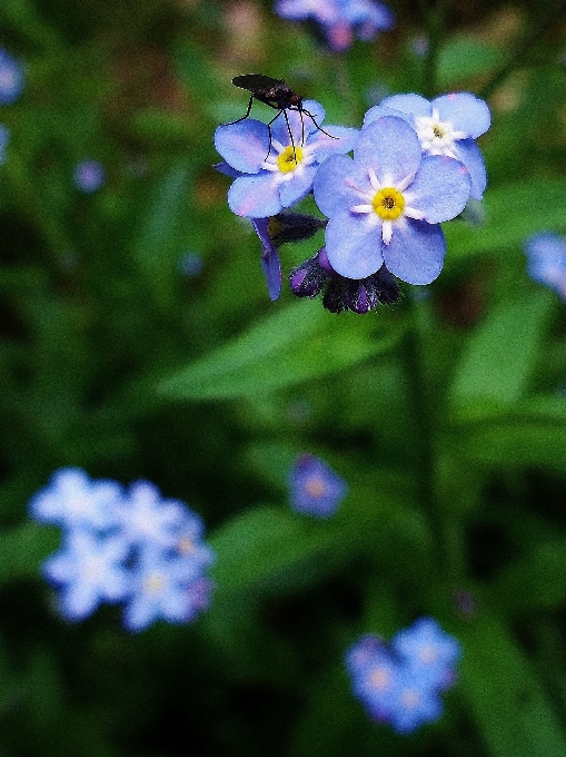 自然 开花 植物 草地