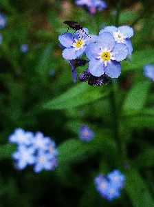 自然 花 植物 草原
 写真