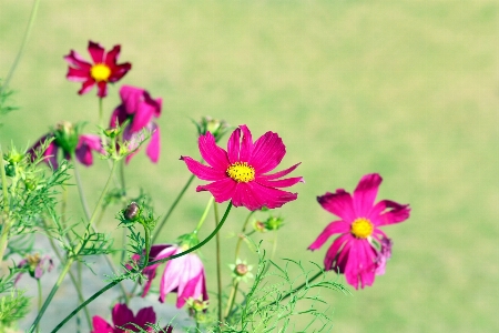 Nature grass plant field Photo