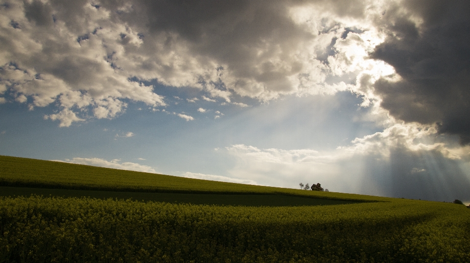 Paysage arbre nature herbe