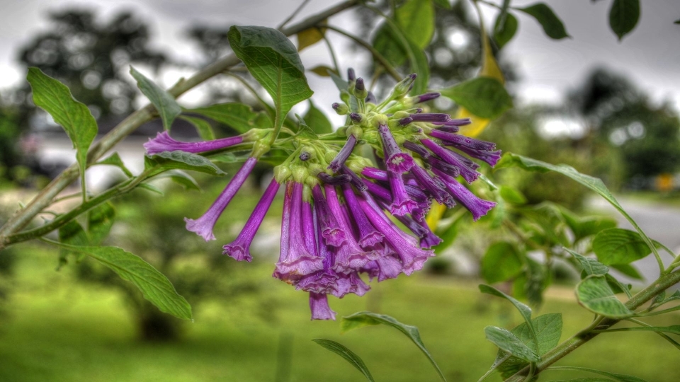 Natur blüte anlage blume