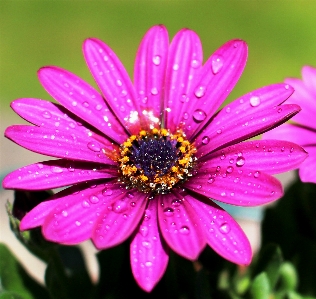 Blossom plant photography flower Photo