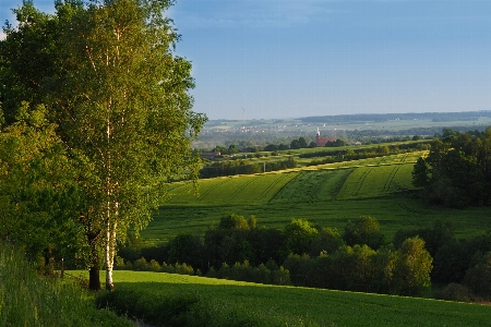 Landscape tree nature grass Photo