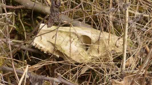 Foto Alam hutan daun satwa