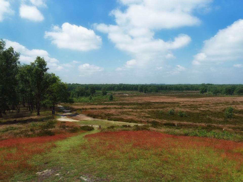 Landschaft baum natur gras