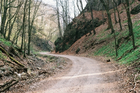 Tree nature forest path Photo