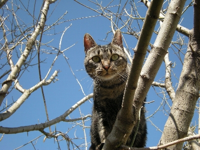 Tree branch animal wildlife Photo