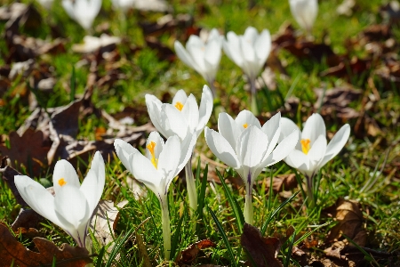 Photo Nature fleurir usine blanc