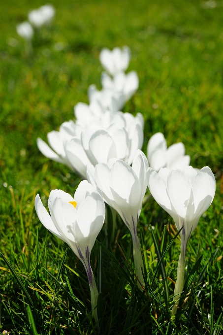 Erba fiore leggero pianta