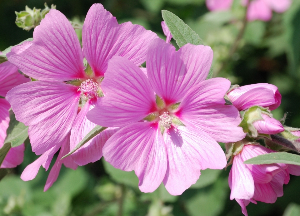 Blüte anlage blume blütenblatt