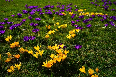 Foto Tanaman bidang padang rumput
 bunga