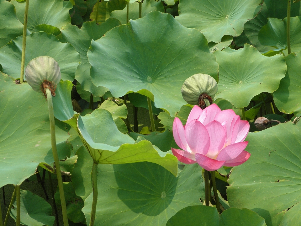 Plant flower petal pond