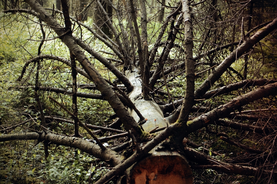 árbol naturaleza bosque desierto
