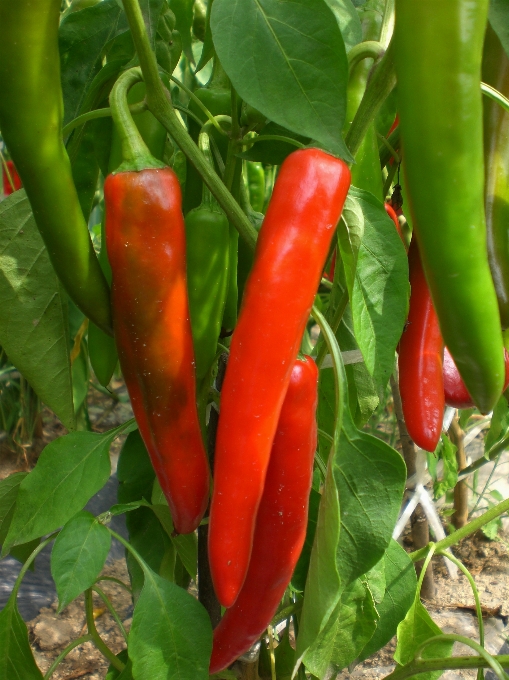 Plant field food pepper