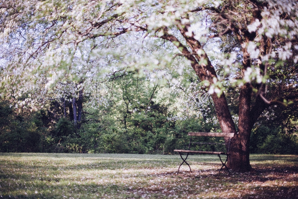 árbol rama florecer planta