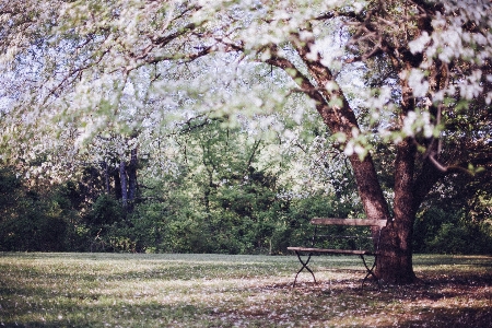 Tree branch blossom plant Photo