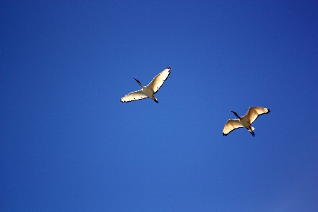 Sharp 鳥 羽 空 写真