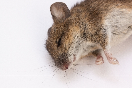 Nature mouse mammal dead Photo