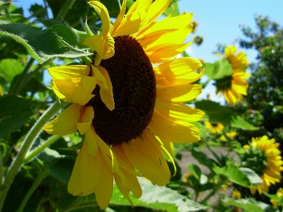 自然 花 植物 分野 写真