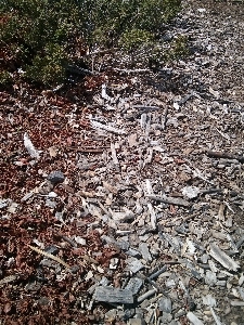 Foto Pohon alam hutan tekstur