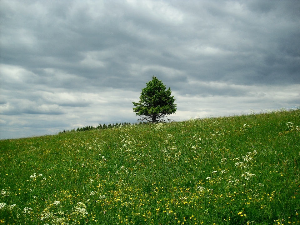 Krajobraz drzewo natura trawa