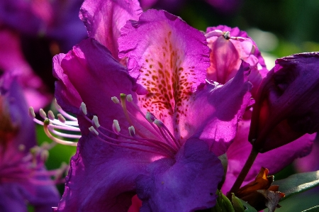 Blossom light plant flower Photo