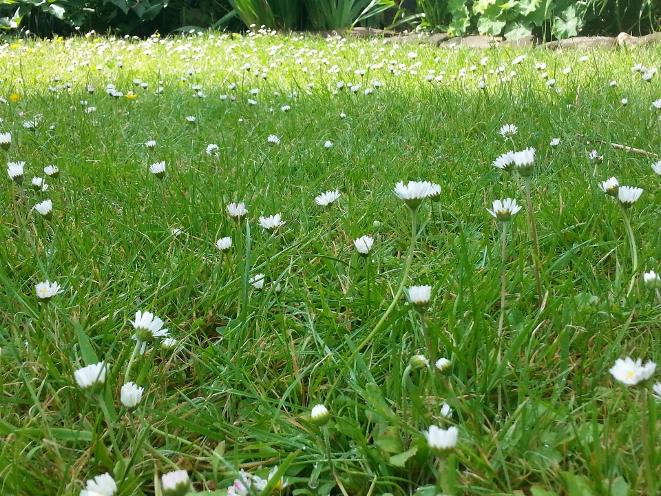 Gras anlage feld rasen