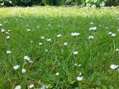 草 植物 分野 芝生 写真