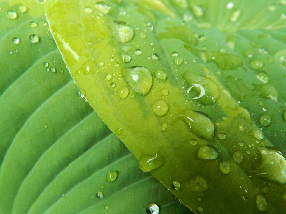 水 自然 落とす 露