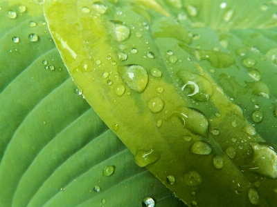 水 自然 落とす 露 写真