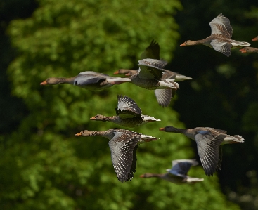 Foto água natureza pássaro asa