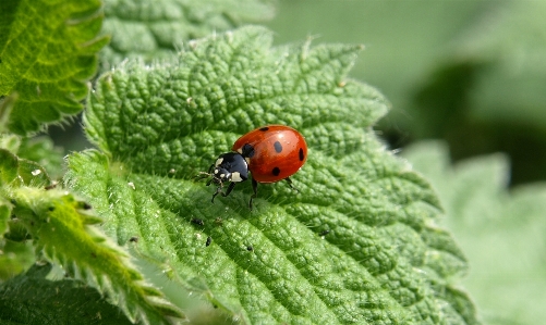 Green red insect macro Photo