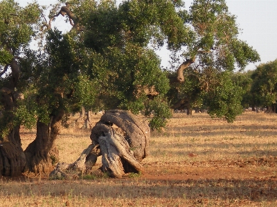 Tree wildlife jungle fauna Photo