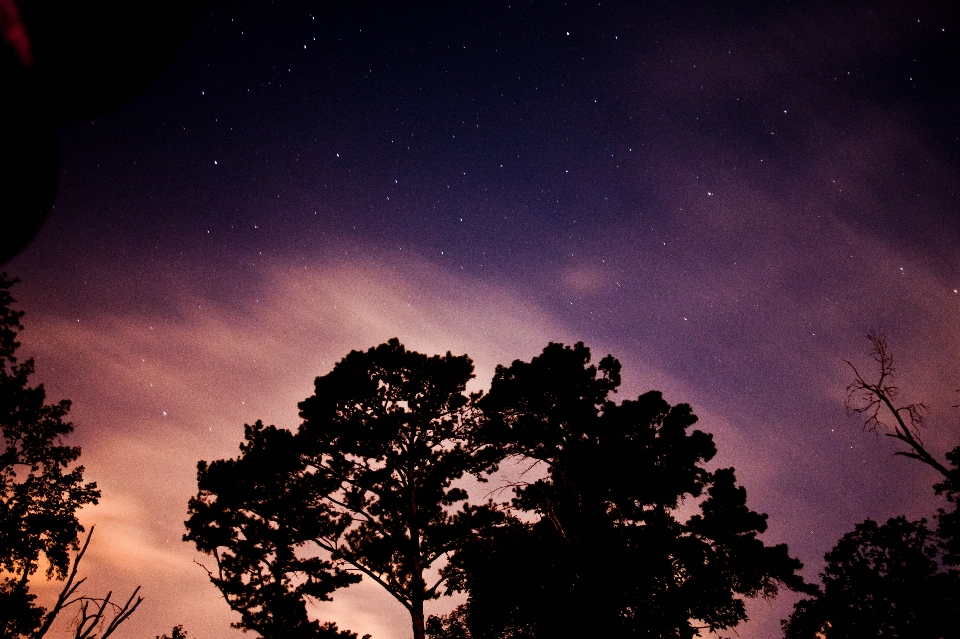 árbol silueta nube cielo