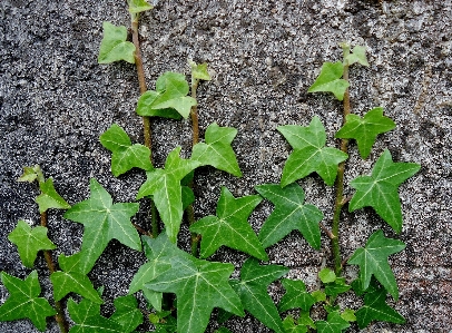 Plant leaf flower wall Photo