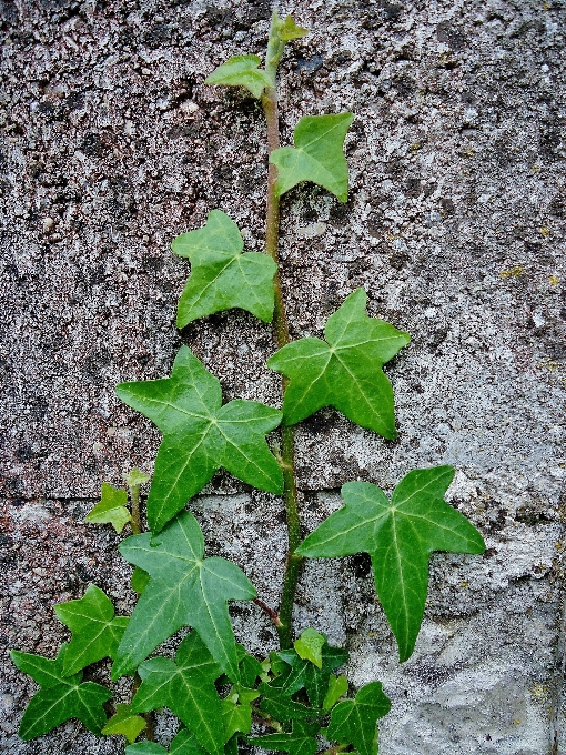 Albero pianta foglia fiore