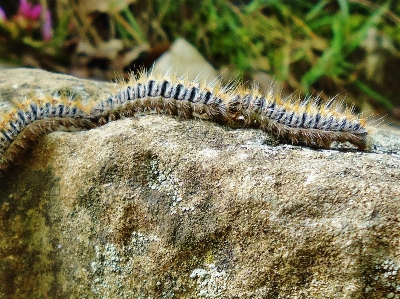 Foto Natura gruppo animali selvatici rettile